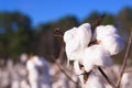 Cotton Boll Royalty Free Stock Photo