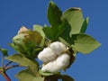 Cotton boll