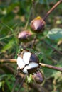 Cotton boll Royalty Free Stock Photo