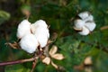 Cotton boll Royalty Free Stock Photo