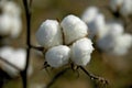 Cotton Boll 2 Royalty Free Stock Photo