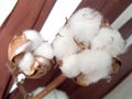 Cotton boll Royalty Free Stock Photo