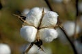 Cotton Boll 3 Royalty Free Stock Photo