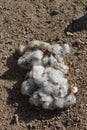 Cotton boll 4690 Royalty Free Stock Photo