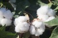 Cotton boll 1057 Royalty Free Stock Photo