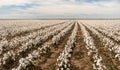 Cotton Boll Farm Field Texas Plantation Agriculture Cash Crop Royalty Free Stock Photo