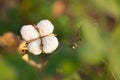 Cotton boll fully matured to pick from agricultural field with copy space.