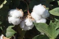 Cotton boll 1047 Royalty Free Stock Photo