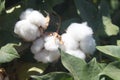 Cotton boll 1056 Royalty Free Stock Photo