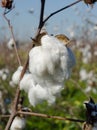 Cotton Boll w/ Shallow DOF Royalty Free Stock Photo