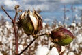 Cotton Bolls Royalty Free Stock Photo