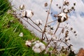 Cotton bolls Royalty Free Stock Photo