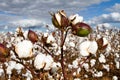 Cotton Bolls Field Royalty Free Stock Photo