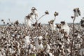 Cotton Bolls Field Royalty Free Stock Photo