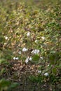 Cotton bolls fully matured on plant in the cotton farm field. Used selective focus.