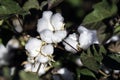 Cotton bolls on plant - close up Royalty Free Stock Photo