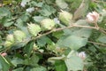 Cotton bolls Royalty Free Stock Photo