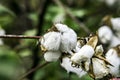 Cotton bolls on plant