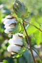 Twin Cotton Bolls Before Harvest