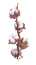 Cotton Bolls Watercolor Painting. Handdrawn Botanical Art