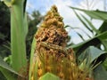 Cotton bollworm (Helicoverpa armigera) on the corn cob.