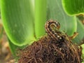 Cotton bollworm (Helicoverpa armigera) on corn.