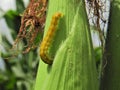 Cotton bollworm (Helicoverpa armigera) damages a corn cob.