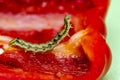 Caterpillar of cotton bollworm feed on sweet pepper