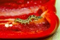 Caterpillar of cotton bollworm feed on sweet pepper