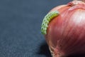 Cotton bollworm on onion