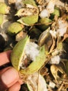 Cotton bollworm Royalty Free Stock Photo