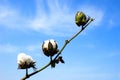 Cotton branch against sky