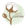 Cotton branch. 100% eco. Cotton flower. Botanical art isolated on white background. Use for printing, decoration and other