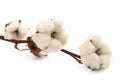 Cotton branch