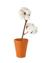 Cotton branch with flowers in vase
