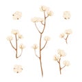 Cotton branch with flowers on white background. Delicate white cotton flowers on brunch. Light cotton flower