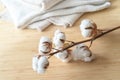 Cotton branch with fluffy balls and some light natural colored fabrics, concept for sustainable processed and fair trade fashion, Royalty Free Stock Photo