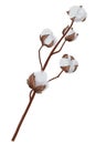 Cotton branch with fluffy heads and buds, blossoming cotton flower isolated