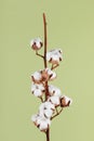 Cotton branch on green background. Minimal flat lay composition from delicate cotton flowers