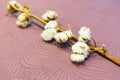 Cotton branch isolated on pink