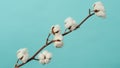 Cotton branch. Real delicate soft and gentle natural white cotton balls flower