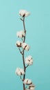 Cotton branch. Real delicate soft and gentle natural white cotton balls flower branches