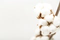 Cotton branch on white background. Delicate white cotton flowers.