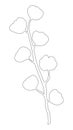 Cotton branche with cotton bolls, plant - Gossypium - flower - black outlines, silhouette