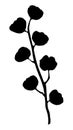 Cotton branche with cotton bolls, plant - Gossypium - flower - black silhouette