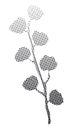 Cotton branche with cotton bolls, plant - Gossypium - flower - black silhouette - halftone gradient dots