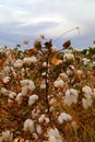 Cotton bud field Royalty Free Stock Photo