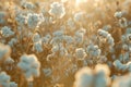 Cotton buds in the field. Farmland Generative AI Royalty Free Stock Photo