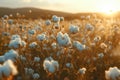 Cotton buds in the field. Farmland Generative AI Royalty Free Stock Photo