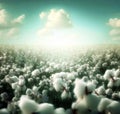 Cotton buds in field Royalty Free Stock Photo